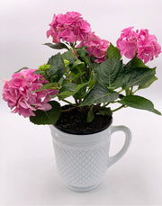 Mosser Glass 'Addison' Pitcher in 'Milk White' image 2