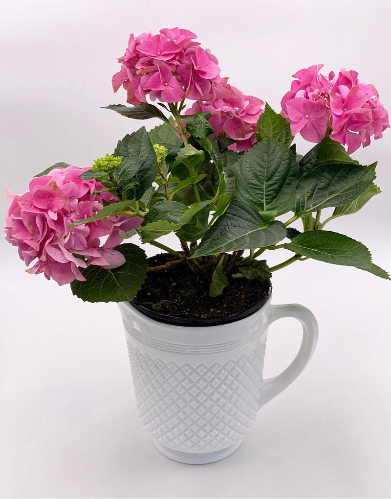 Mosser Glass 'Addison' Pitcher in 'Milk White' image 2