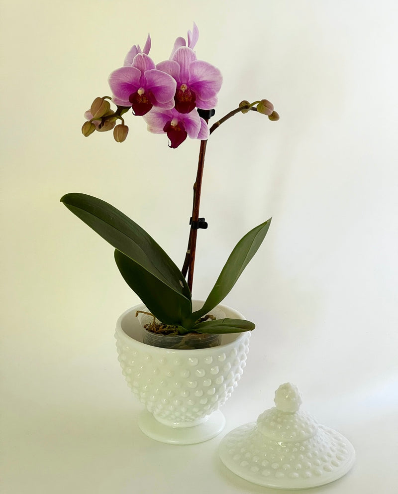 Vintage 'Hobnail' Lidded Jar image 1